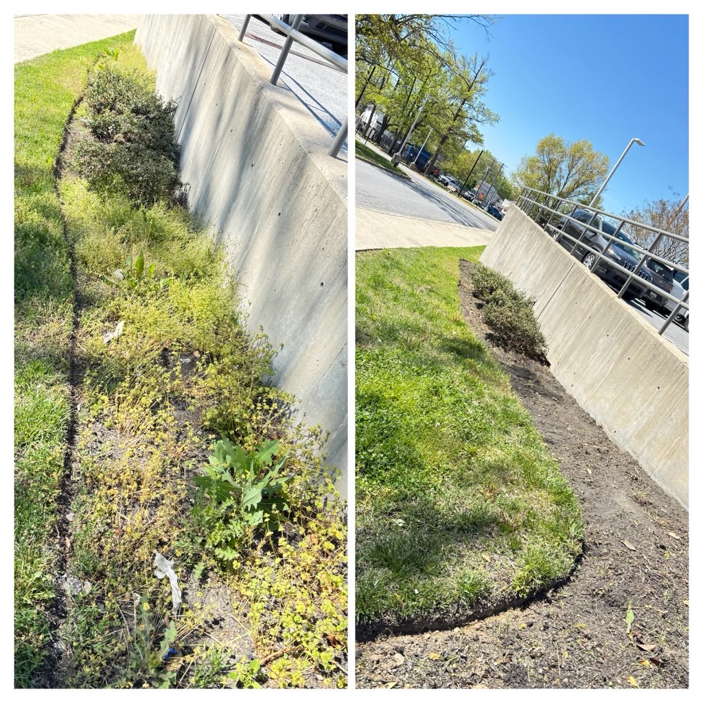 Overgrown landscaping beds cleared before and after
